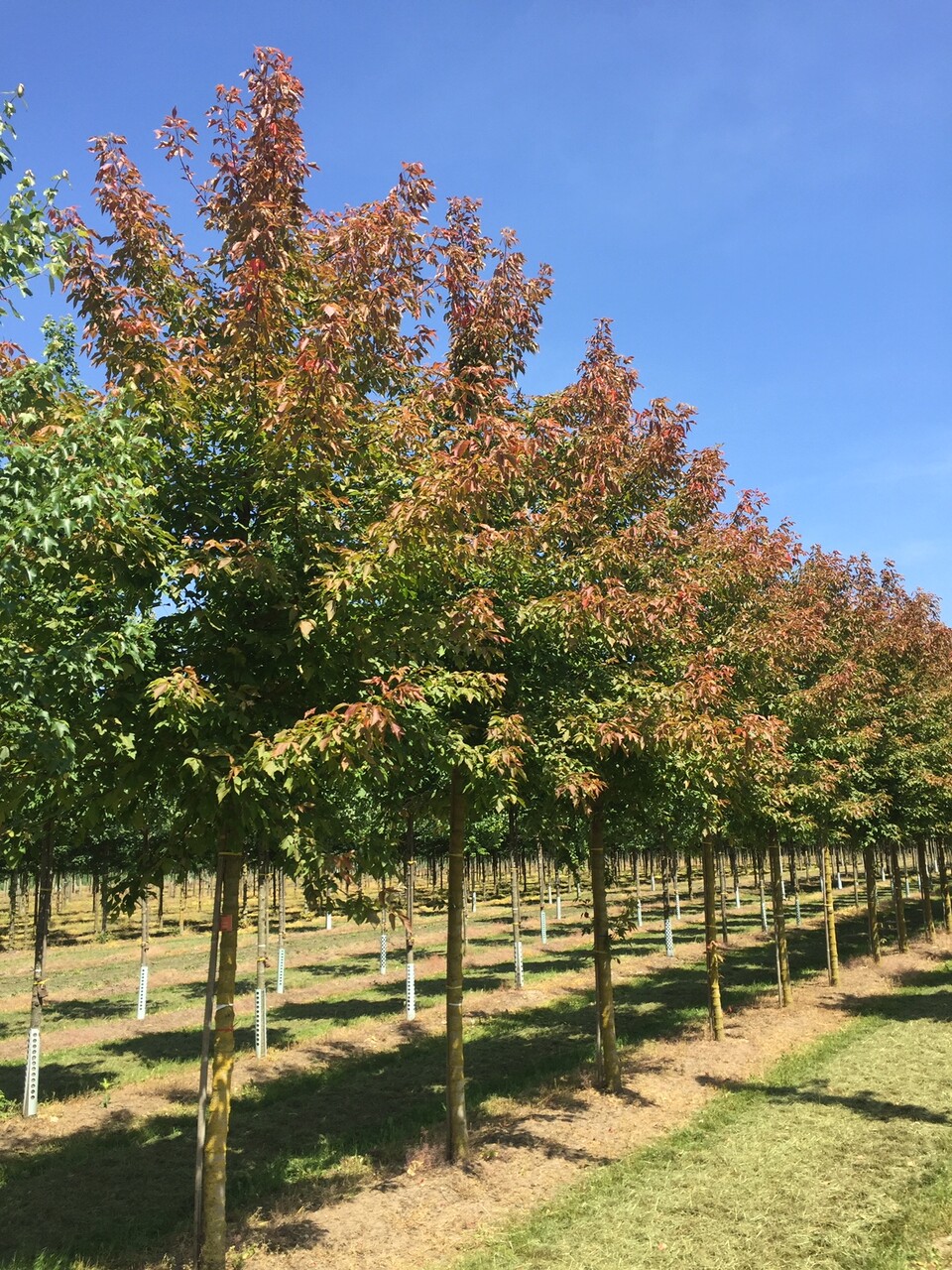 Acer negundo 'Sensation' | Acer negundo 'Sensation' - Van den Berk